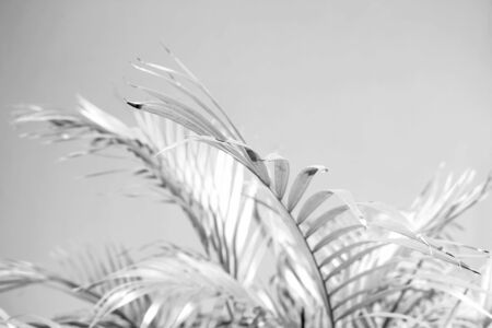 Abstract gray shadow background of palm leaves, black and white monochrome tone の写真素材