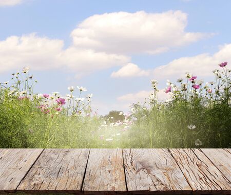 Cosmos flower field on wood floorの写真素材
