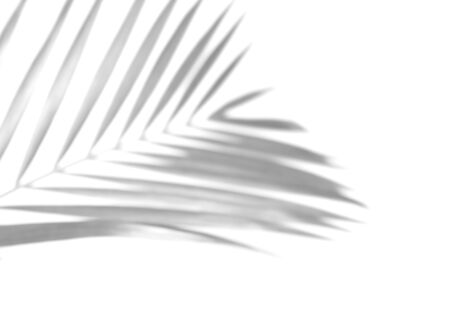 tropical nature shadow palm leaf isolated pattern background