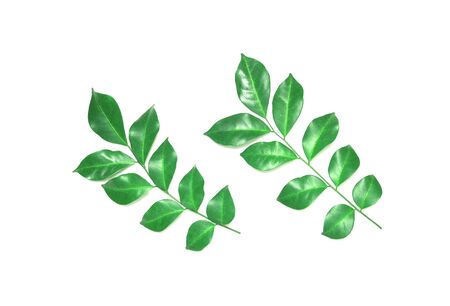 collection tropical green leaf on white backgroundの写真素材