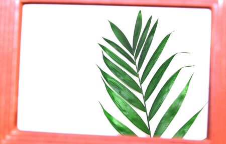 tropical nature green palm leaf in picture frame on white backgroundの写真素材