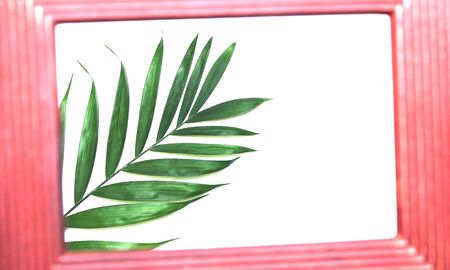 tropical nature green palm leaf in picture frame on white backgroundの写真素材