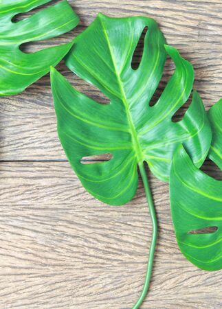 tropical monstera palm leaves tree on wood backgroundの写真素材