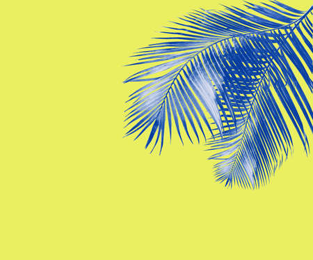 green palm leaves on white backgroundの写真素材