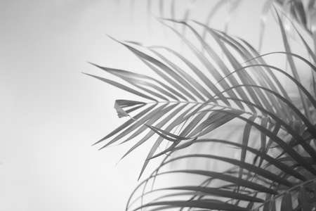 black palm leaf and shadows on a concrete wall white backgroundの写真素材