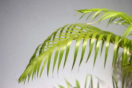 green palm leaf and shadows on a concrete wall white background