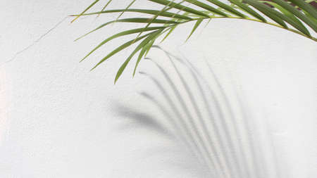 green leaf of palm tree with shadow on white background