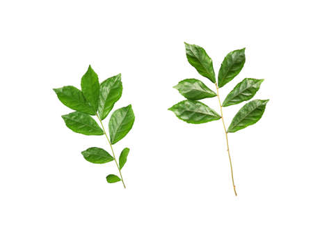 fresh green leaves on white background