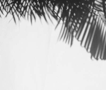 Abstract gray shadow background of palm leaves, black and white monochrome tone