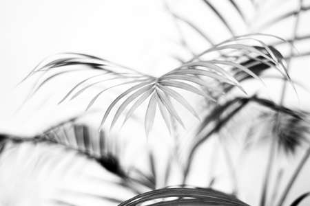 black tropical palm leaf with shadow on white wallの写真素材