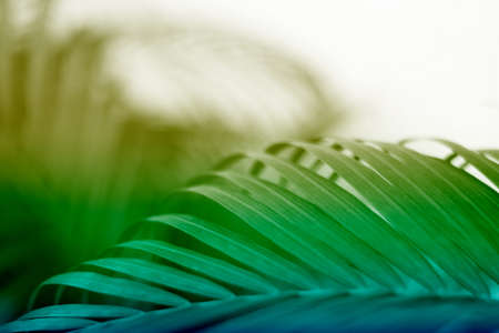 colorful tropical palm leaf with shadow on white wall