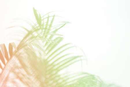 cololful tropical palm leaf with shadow on white wall