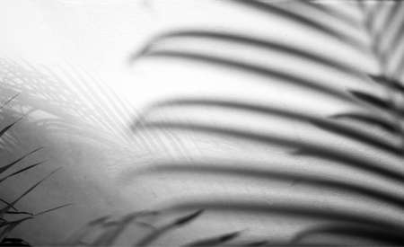 black tropical palm leaf with shadow on white wall