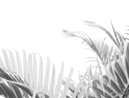 black tropical palm leaf with shadow on white wall