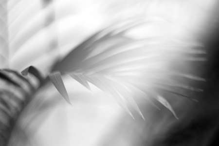black tropical palm leaf with shadow on white wallの写真素材