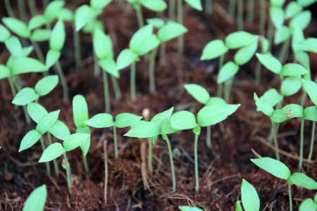 selective Close-up of young green seedling.Green salad vegetable garden growing from seed