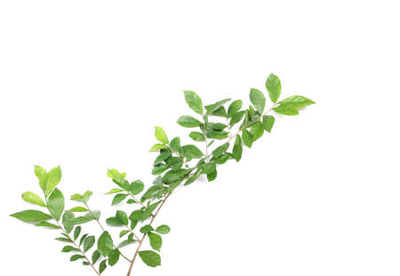Branch with green fresh foliage leaves isolated on white backgroundの写真素材