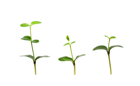 Green plant isolated on white background