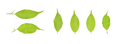 Collection the back of the leaves isolated on a white backgroundの写真素材
