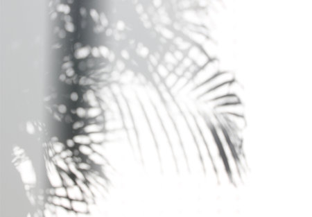 Abstract shadow black palm leaf on a white wall Background. Blank copy space.