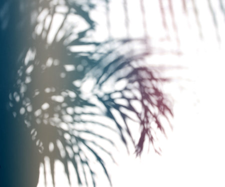 Abstract shadow black palm leaf on a white wall Background. Blank copy space.の写真素材