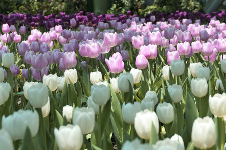 Tulips flower beautiful in garden plantの写真素材