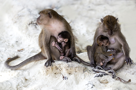 Baby monkeys with their mothers.Monkey beach, Thailandの写真素材