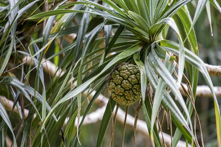 An exotic fruit on a palm tree in phi phi islands, Thailandの写真素材