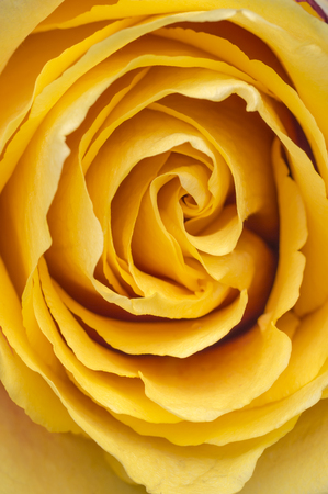 Macro close up of a marriage open beautiful yellow rose. Close up in the studioの写真素材