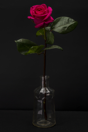 Red Rose Isolated against Blackの写真素材