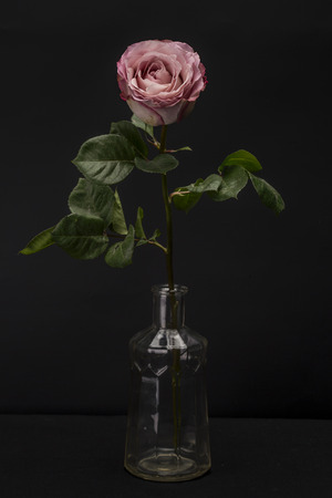 Light Pink Purple Rose Isolated against Blackの写真素材