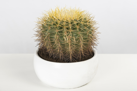 Yellow Green Cactus in a white pot on a white tableの写真素材