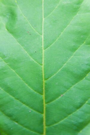big green leaf texture.
