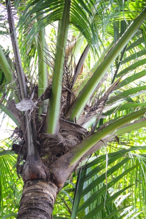 green coconut at treeの写真素材