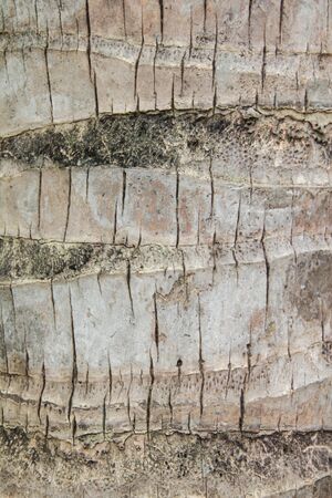 macro coconut tree trunk texture backgroundの写真素材