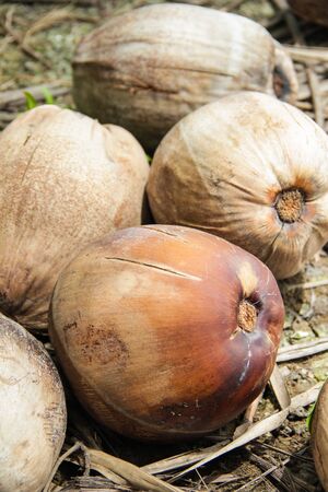 a lot of mature coconutsの写真素材