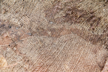 coconut fiber is cover a young coconut treeの写真素材