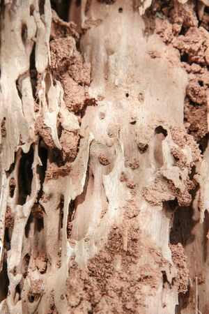 A Texture of Moldering woodの写真素材