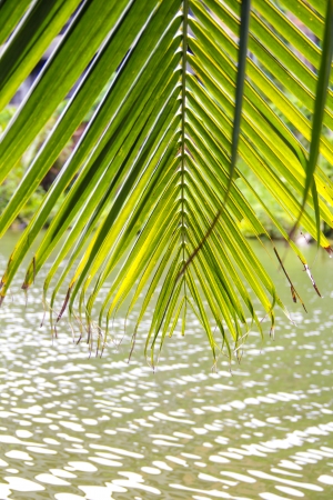the line of coconut tree leaf at riversideの写真素材