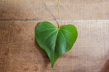 Wood wall and Green leaf that mean loveの写真素材
