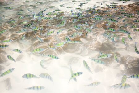 coral fish  and stone at hong island  krabi thailand
