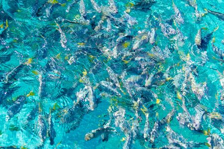 tropical fish under the sea