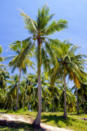 coconut tree on island koh raja island,thailandの写真素材