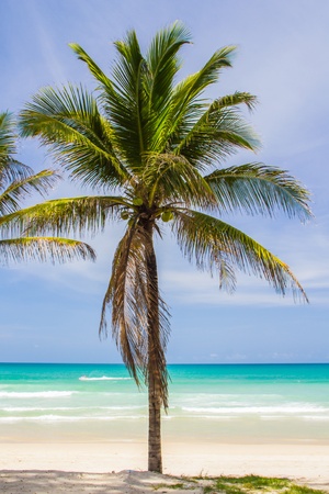 Coconut tree on  beautiful beach of Koh phuket Thailandの写真素材