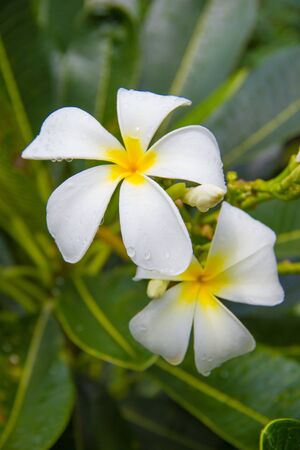 Frangipani, Plumeria, Templetree,Thai flowerの写真素材