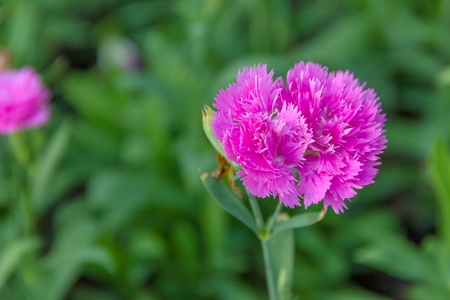 beautiful Pink Carnation in parkの写真素材