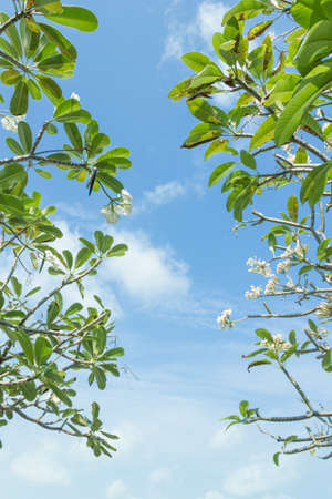 Frangipani (Plumeria) tree and sky cloud backgroundの写真素材