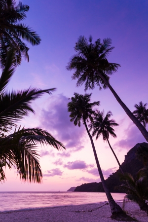 Silhouetted of coconut tree during sunriseの写真素材