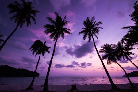 Silhouetted of coconut tree during sunriseの写真素材