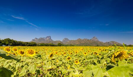 Beautiful sunflowers  meadow with Mountain Backgroundの写真素材